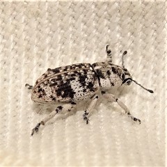 Colecerus