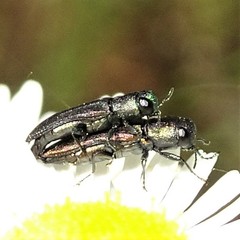 Agrilaxia