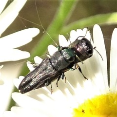 Agrilaxia