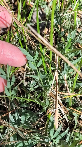 Lambert's Locoweed