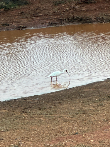 iNaturalist image