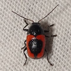 Cryptocephalus notatus