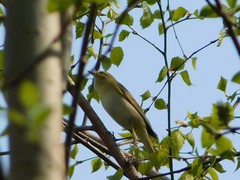 Phylloscopus sibilatrix