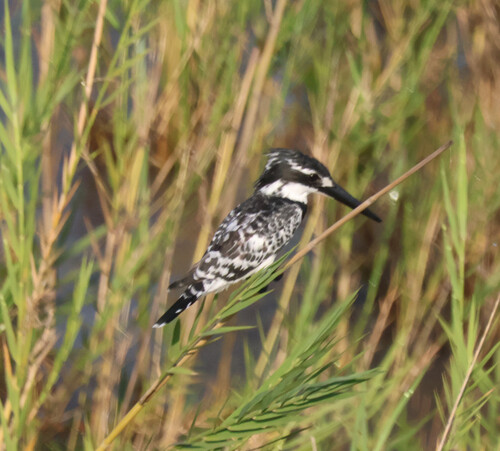 iNaturalist image