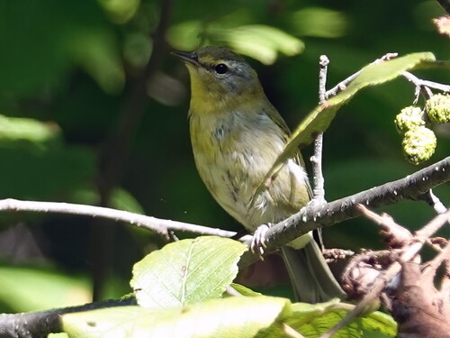 Tennessee Warbler