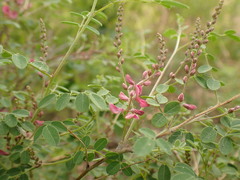 Indigofera bungeana