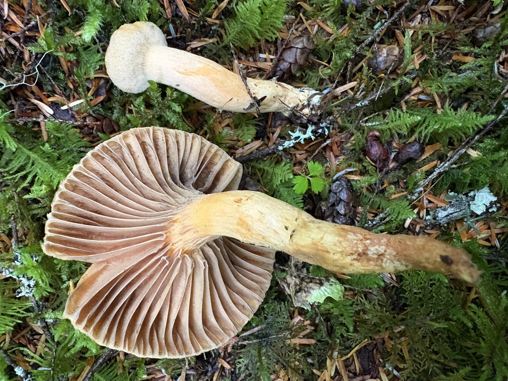 Woolly Pine Spike · September 2026 · photo: Photo: (c) sylbobaggins, some rights reserved (CC BY) · iNaturalist