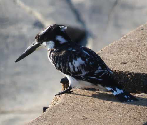 iNaturalist image