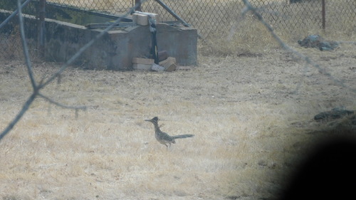 Greater Roadrunner