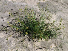 Glandularia flava