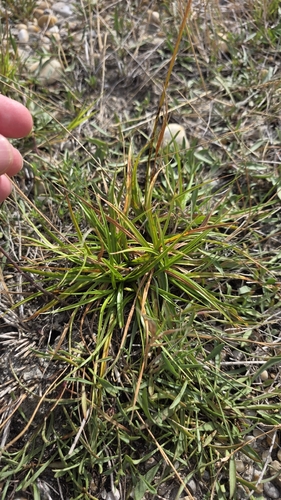Carex distans