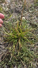 Carex distans