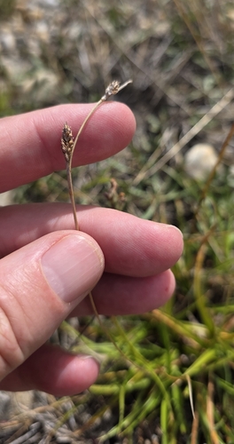 Carex distans, photograph 2