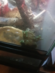 Trachycephalus resinifictrix