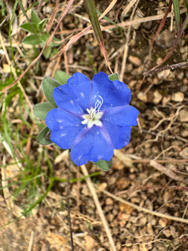 Evolvulus glomeratus, Porto Alegre, RS, BR