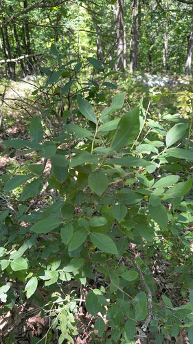 Vaccinium stamineum, photograph 4