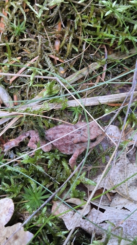European Toad