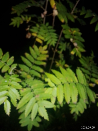 European mountain ash