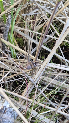 Dark Bush-cricket
