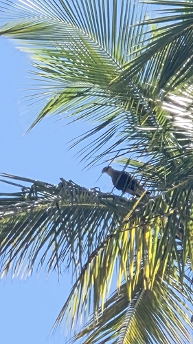Crested Caracara