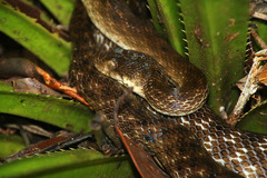 Madagascarophis colubrinus