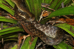 Madagascarophis colubrinus