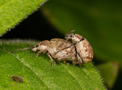 Peritelus sphaeroides