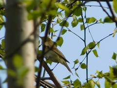 Phylloscopus sibilatrix