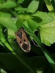 Rhyparochromus vulgaris