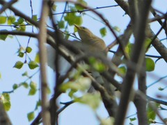 Phylloscopus sibilatrix