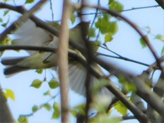 Phylloscopus sibilatrix