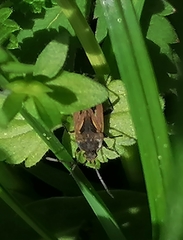 Rhyparochromus vulgaris