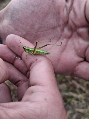 Small Gold Grasshopper