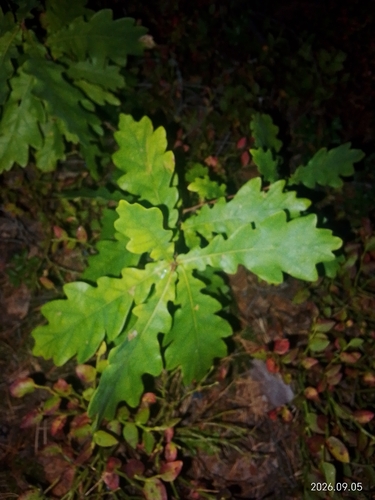 English oak