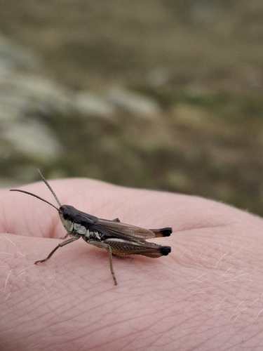Meadow Grasshopper
