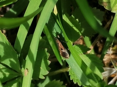 Rhyparochromus vulgaris