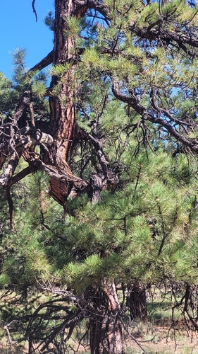 Rocky Mountains Ponderosa Pine