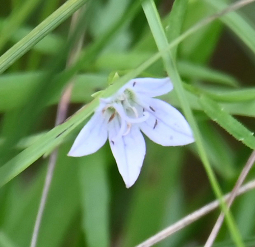 Palustricodon aparinoides, photograph 1