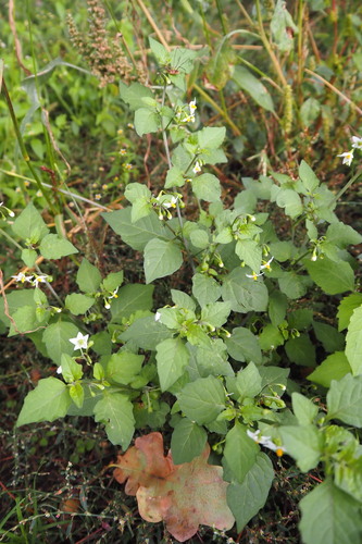 black nightshade