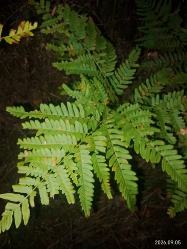 pinewood bracken