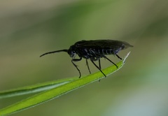 Empria