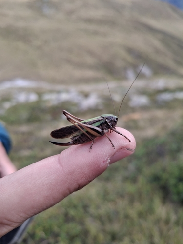 Bog Bush-cricket