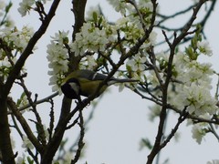 Parus major