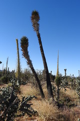 Yucca valida