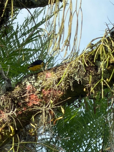 Thick-billed Euphonia