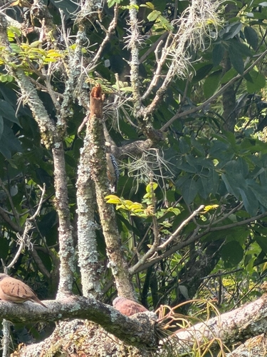 Red-crowned Woodpecker