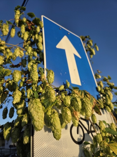 common hops
