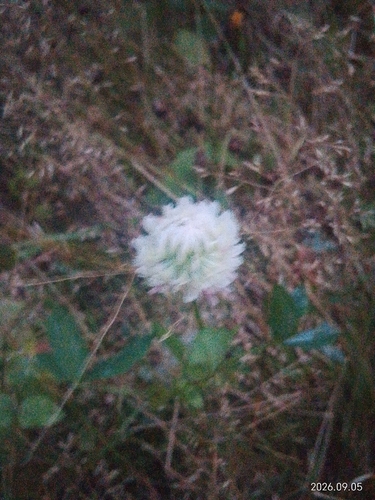 white clover