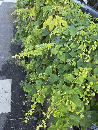 common hops