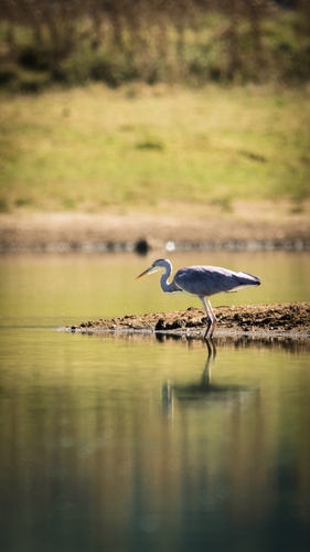 Grey Heron